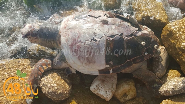 turtle motanah yaffj (3).jpg